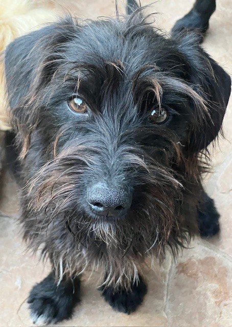 Petfinder hot sale miniature schnauzer