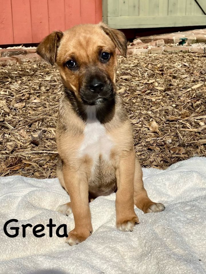 Greta 2
