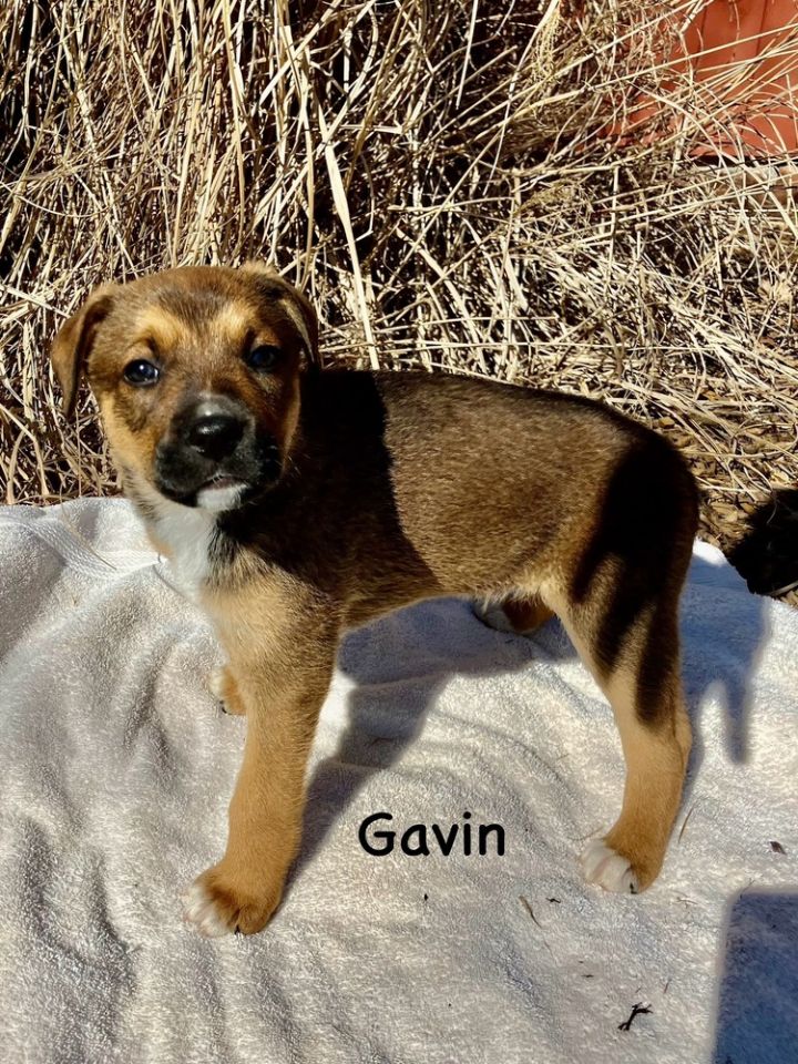 Gavin 4