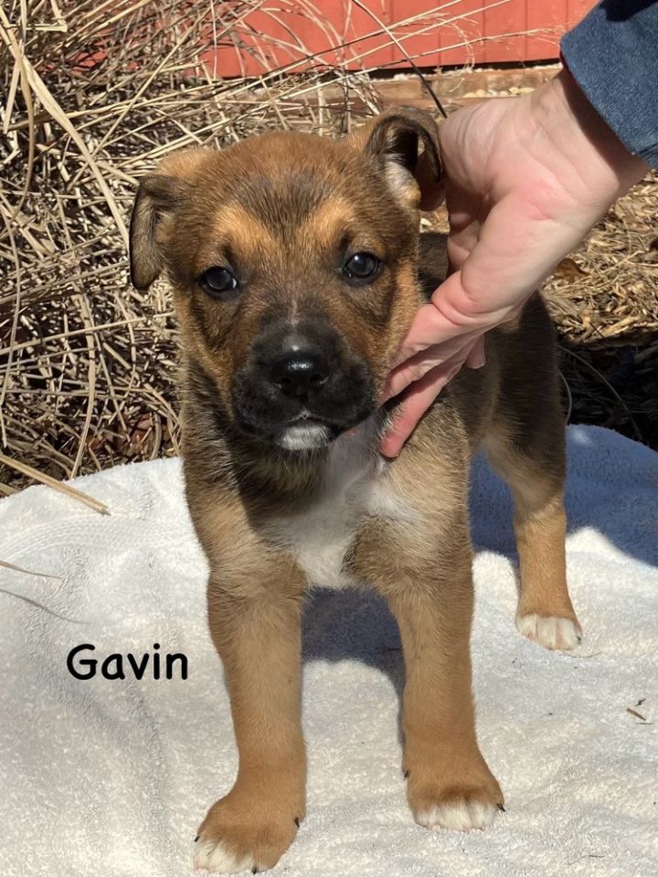 Gavin 5