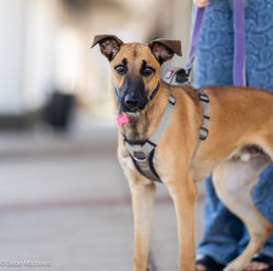 Meet Gary Gary is one of two remaining pups from his litter that just turned a year old in December