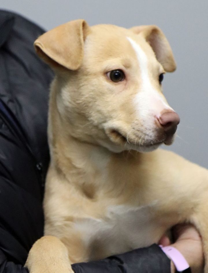 Dog for adoption Howie (AO3053), a Labrador Retriever Mix in Kansas