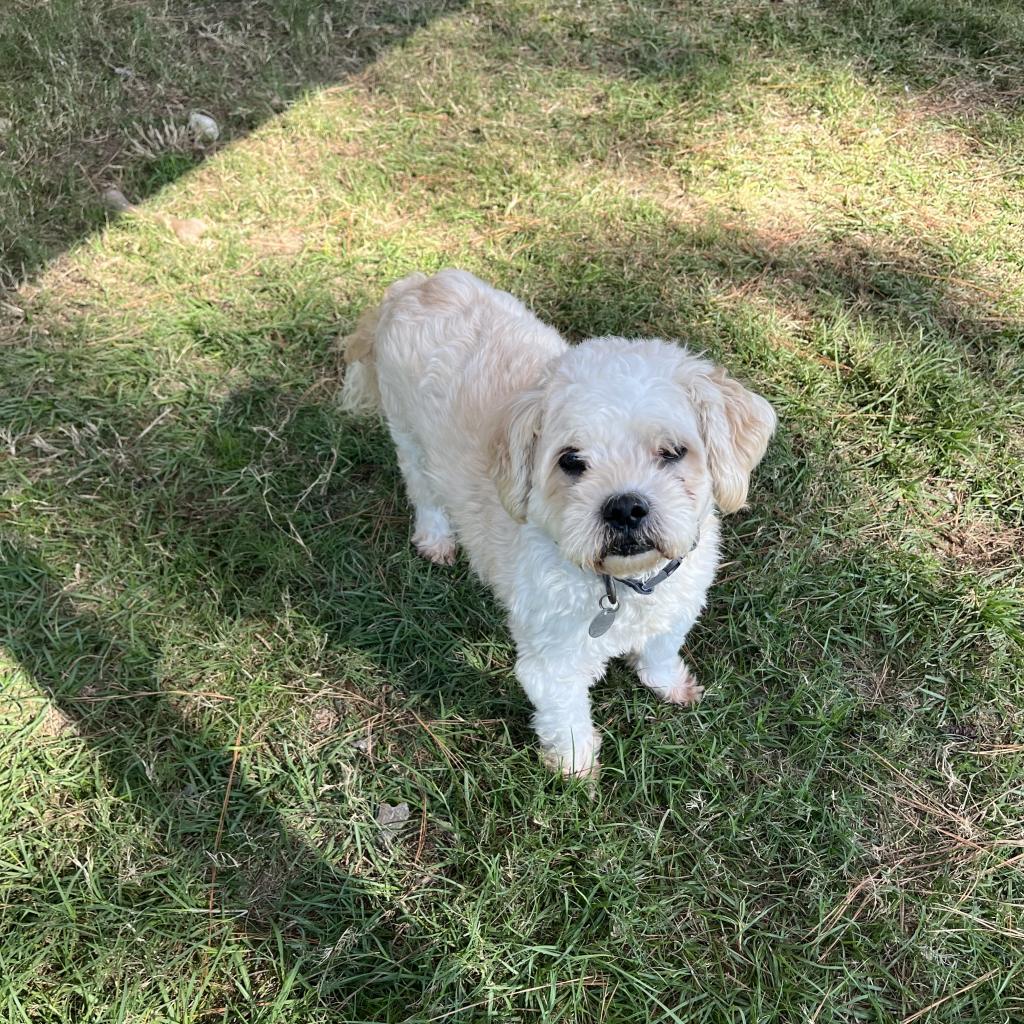 Bender, an adoptable Maltese in Houston, TX, 77006 | Photo Image 4