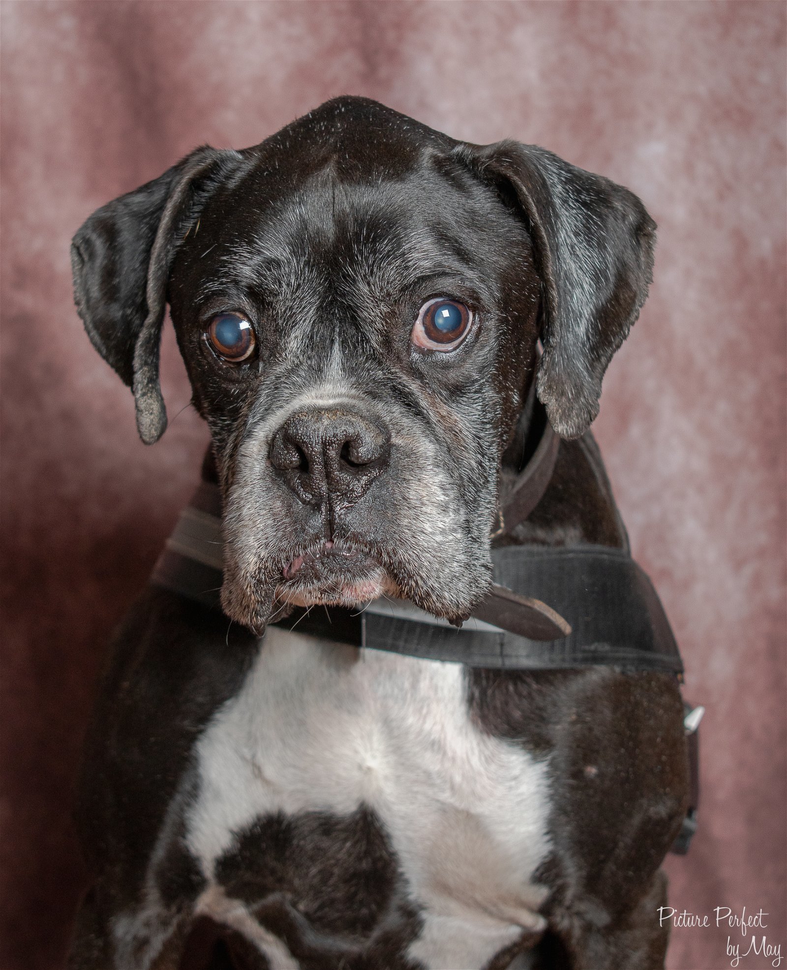 Duke, an adoptable Boxer in Owatonna, MN, 55060 | Photo Image 1