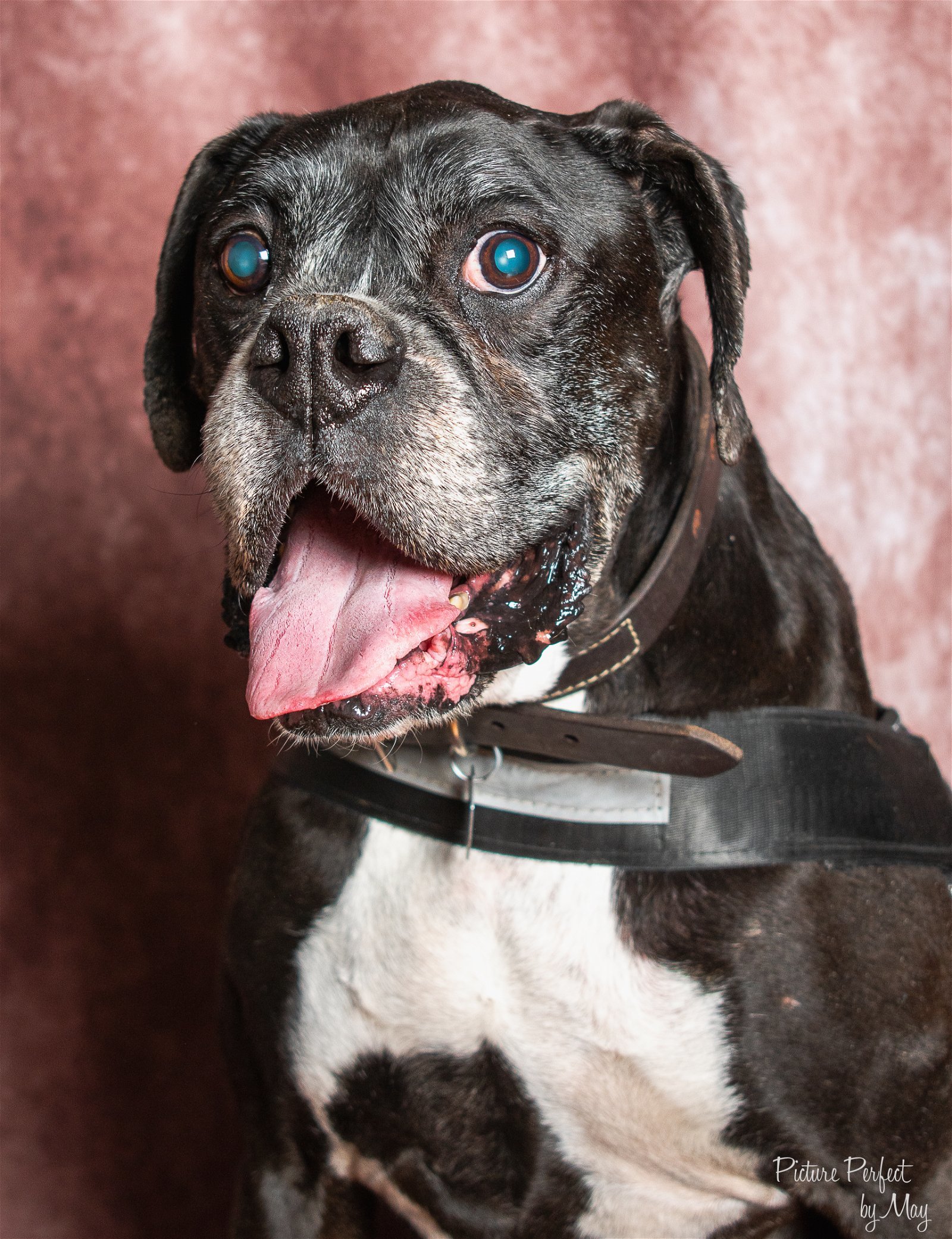 Duke, an adoptable Boxer in Owatonna, MN, 55060 | Photo Image 2