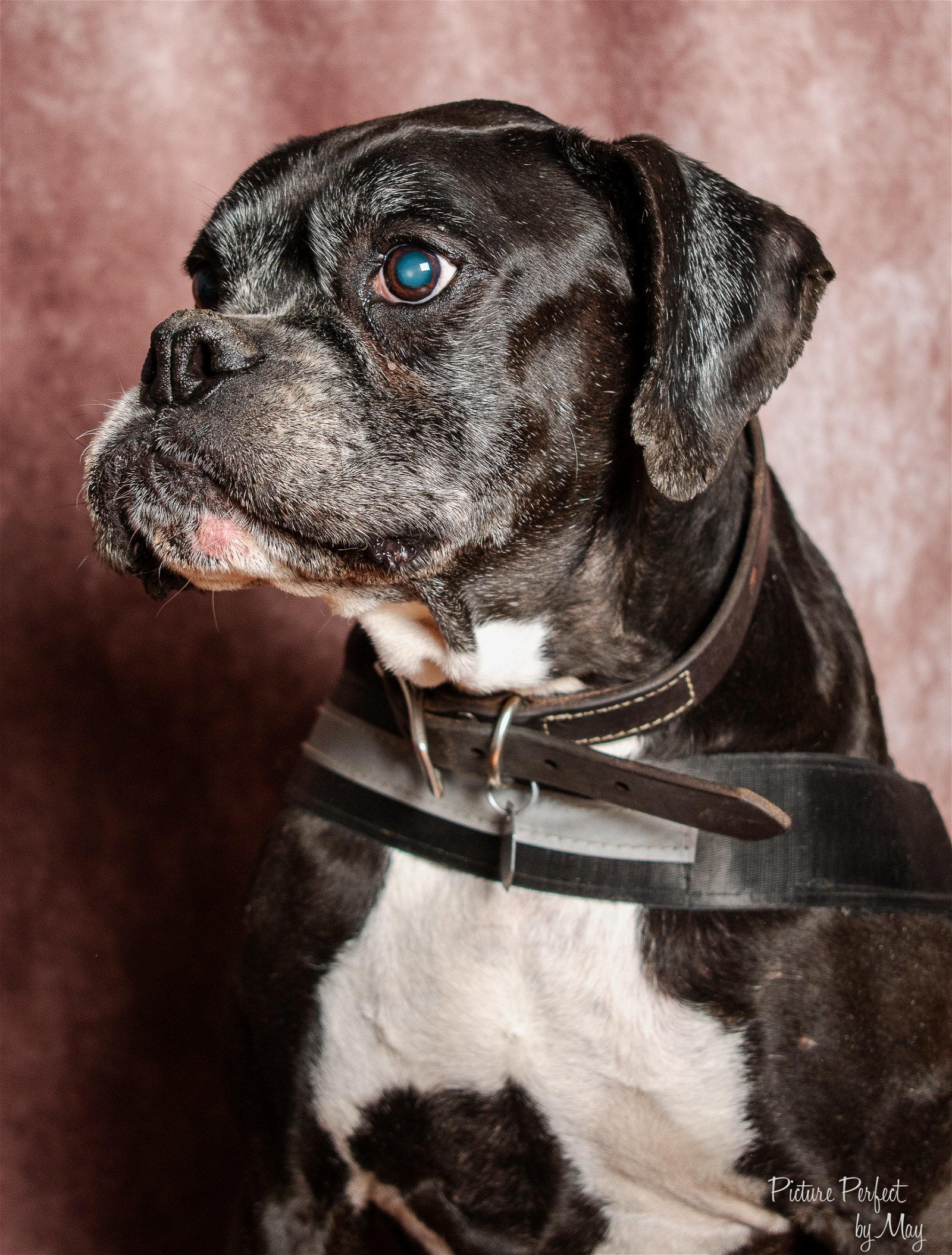 Duke, an adoptable Boxer in Owatonna, MN, 55060 | Photo Image 3