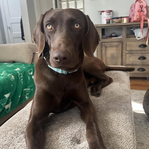Henry, an adoptable Chocolate Labrador Retriever in Rockville, MD_image-1