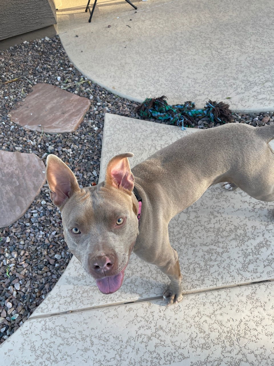 LYLA, an adoptable Staffordshire Bull Terrier, Vizsla in Chandler, AZ, 85249 | Photo Image 1