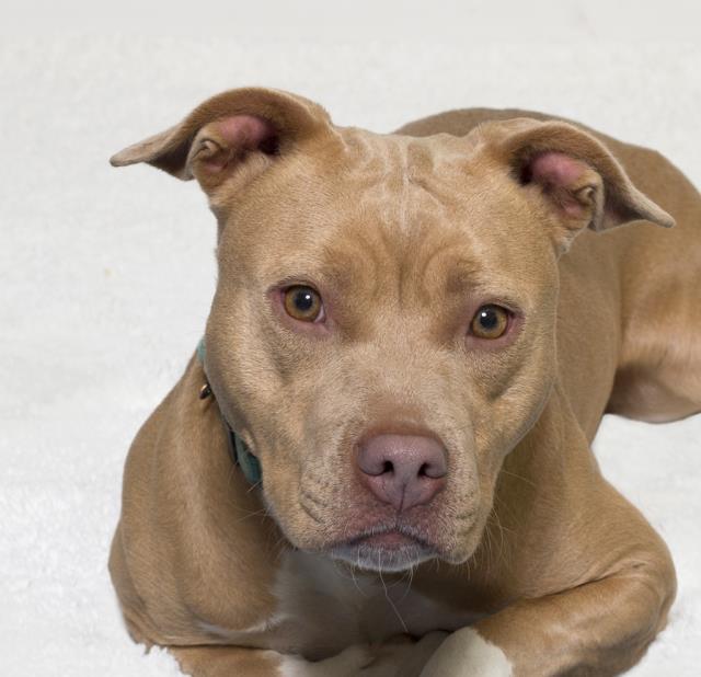 TINY, an adoptable Pit Bull Terrier in Santa Maria, CA, 93455 | Photo Image 1