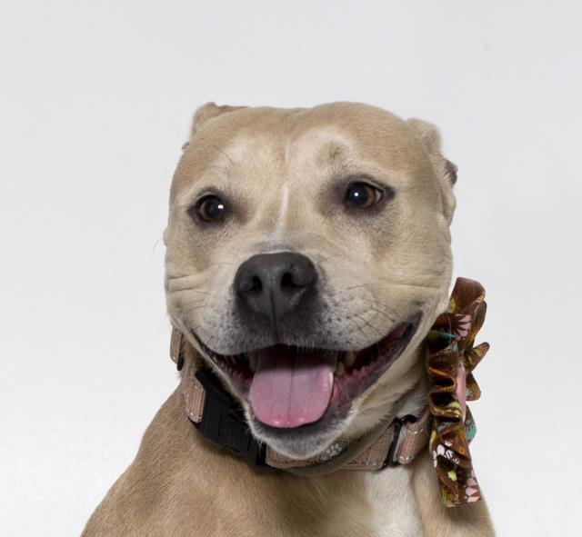 JULIE, an adoptable Pit Bull Terrier in Santa Maria, CA, 93455 | Photo Image 1