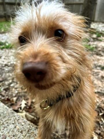 Ziggy , an adopted Norwich Terrier & Yorkshire Terrier Mix in Spring, TX_image-3