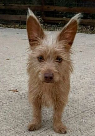 Ziggy , an adopted Norwich Terrier & Yorkshire Terrier Mix in Spring, TX_image-1