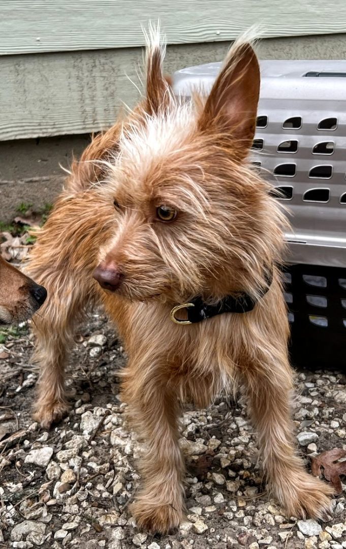 Ziggy , an adopted Norwich Terrier & Yorkshire Terrier Mix in Spring, TX_image-4