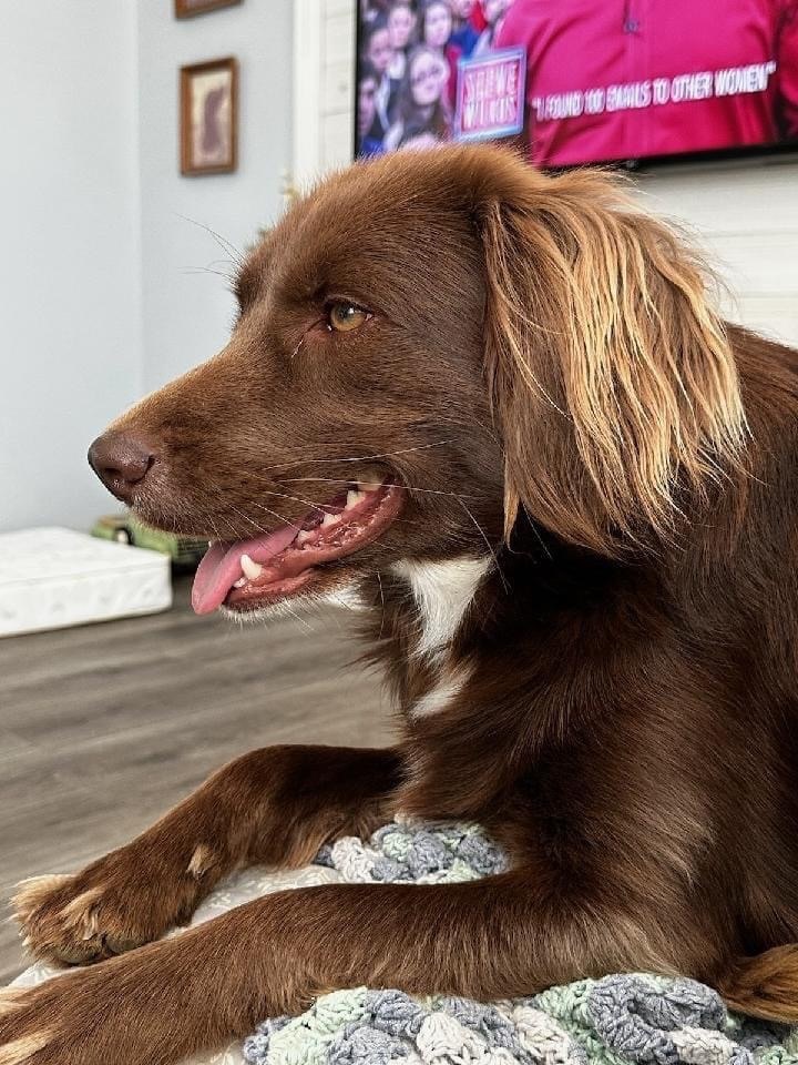 Golden retriever sale boykin spaniel mix