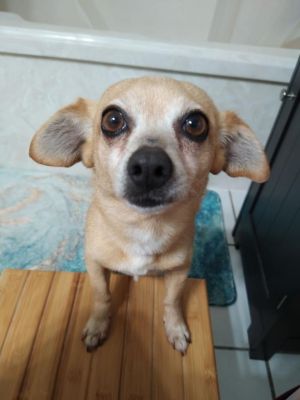 My name is Matilda I am 6 years old and only weigh 9 lbs I am a total sweethea