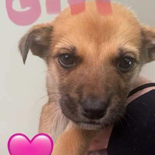 Dog for adoption Puppies a German Shepherd Dog Border Collie