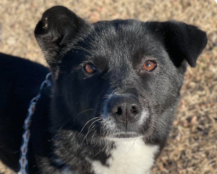 Jindo sales collie mix