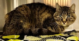 Jennifer, an adoptable Domestic Short Hair in Grand Junction, CO, 81505 | Photo Image 1