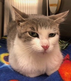 Jackie, an adoptable Domestic Short Hair in Grand Junction, CO, 81505 | Photo Image 1