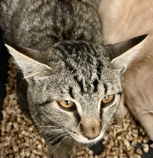 Cheerio, an adoptable Domestic Short Hair in Grand Junction, CO, 81505 | Photo Image 1