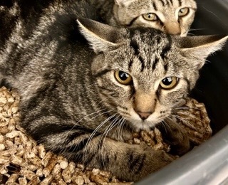 Mini Wheat, an adoptable Domestic Short Hair in Grand Junction, CO, 81505 | Photo Image 1