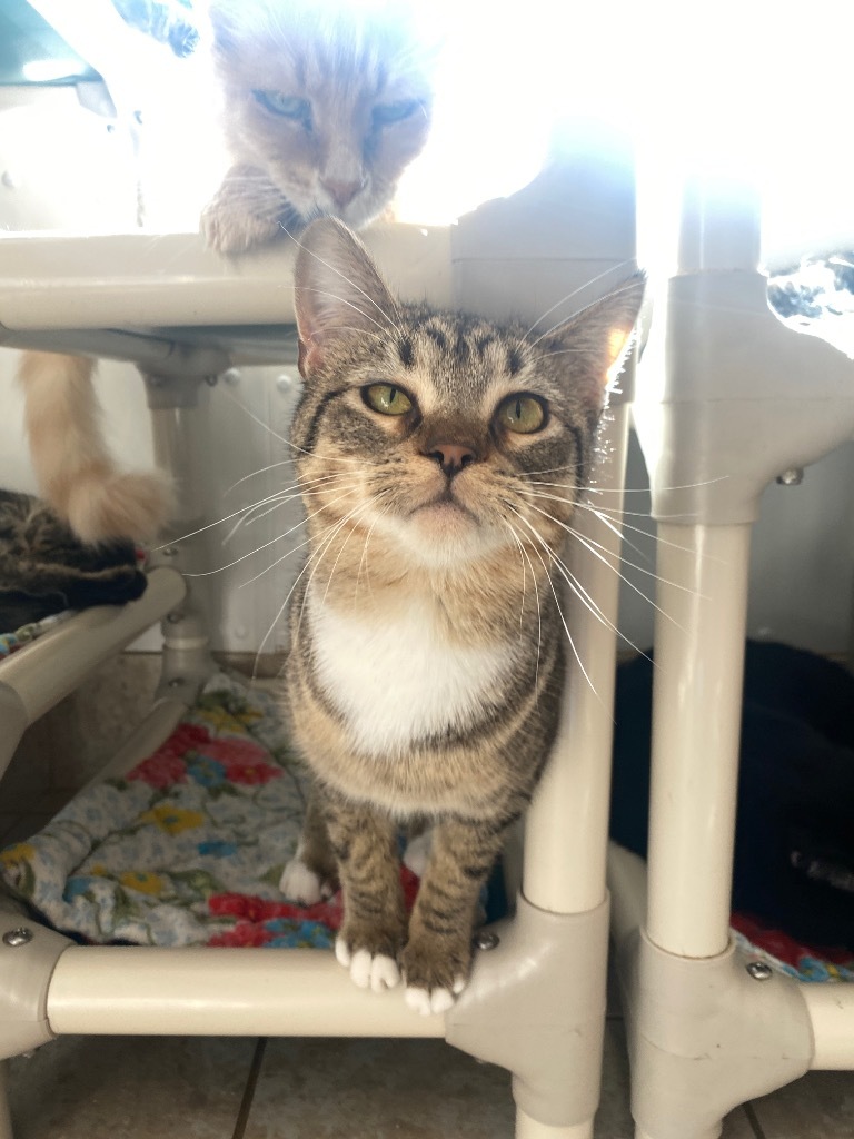 Cinnamon Toast Crunch, an adoptable Domestic Short Hair in Grand Junction, CO, 81505 | Photo Image 1