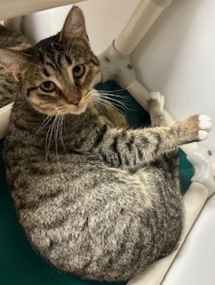 Cinnamon Toast Crunch, an adoptable Domestic Short Hair in Grand Junction, CO, 81505 | Photo Image 2