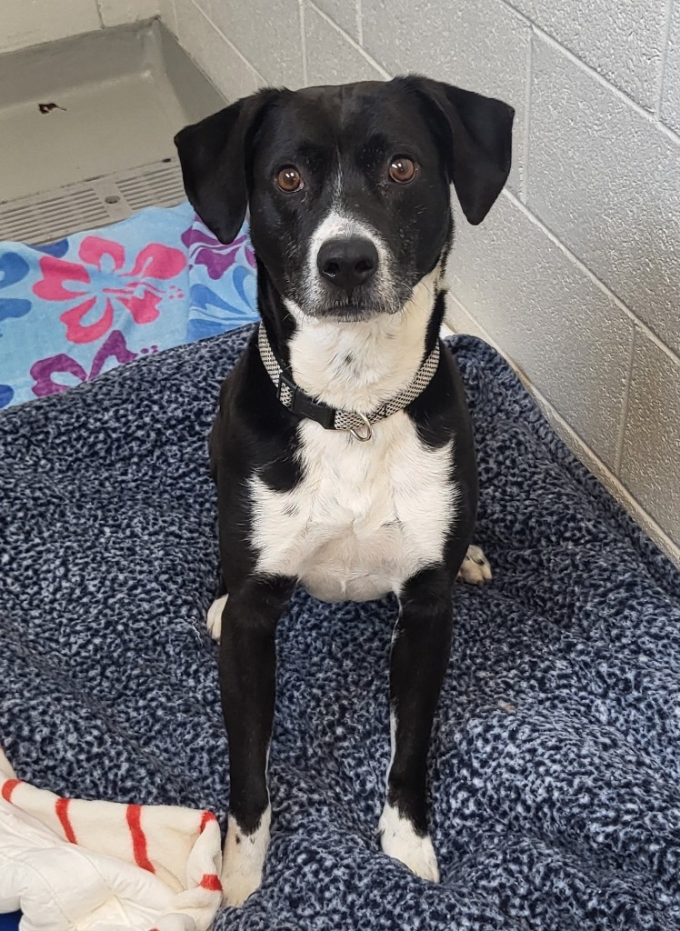 Dog for adoption Sawyer AC 24421 a Terrier Border Collie Mix