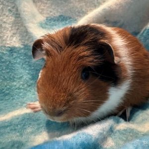 Im Buckwheat a male crested guinea pig who was born 9223 after my parents we