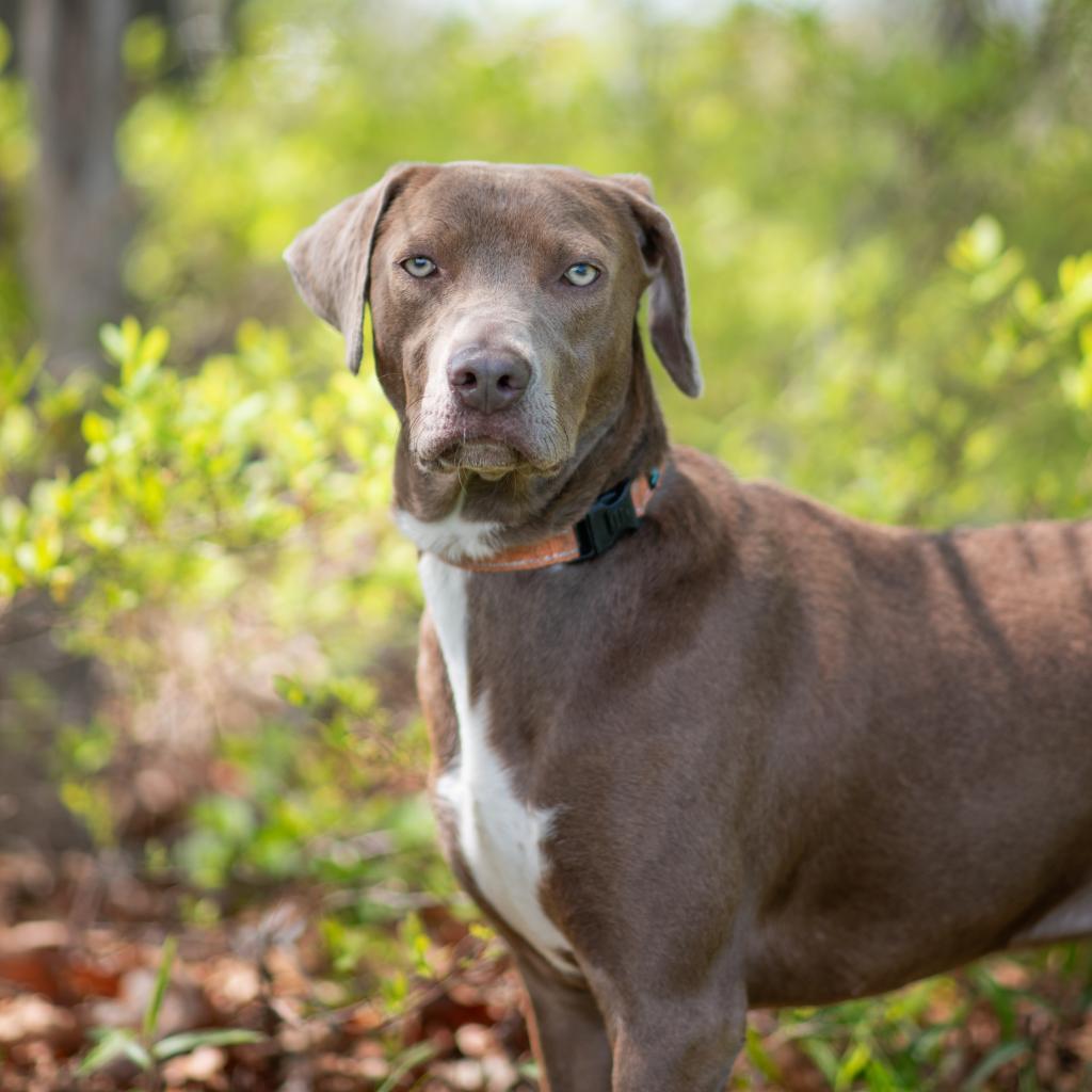Sapphire, an adoptable Labrador Retriever, Mixed Breed in Hampton Bays, NY, 11946 | Photo Image 1