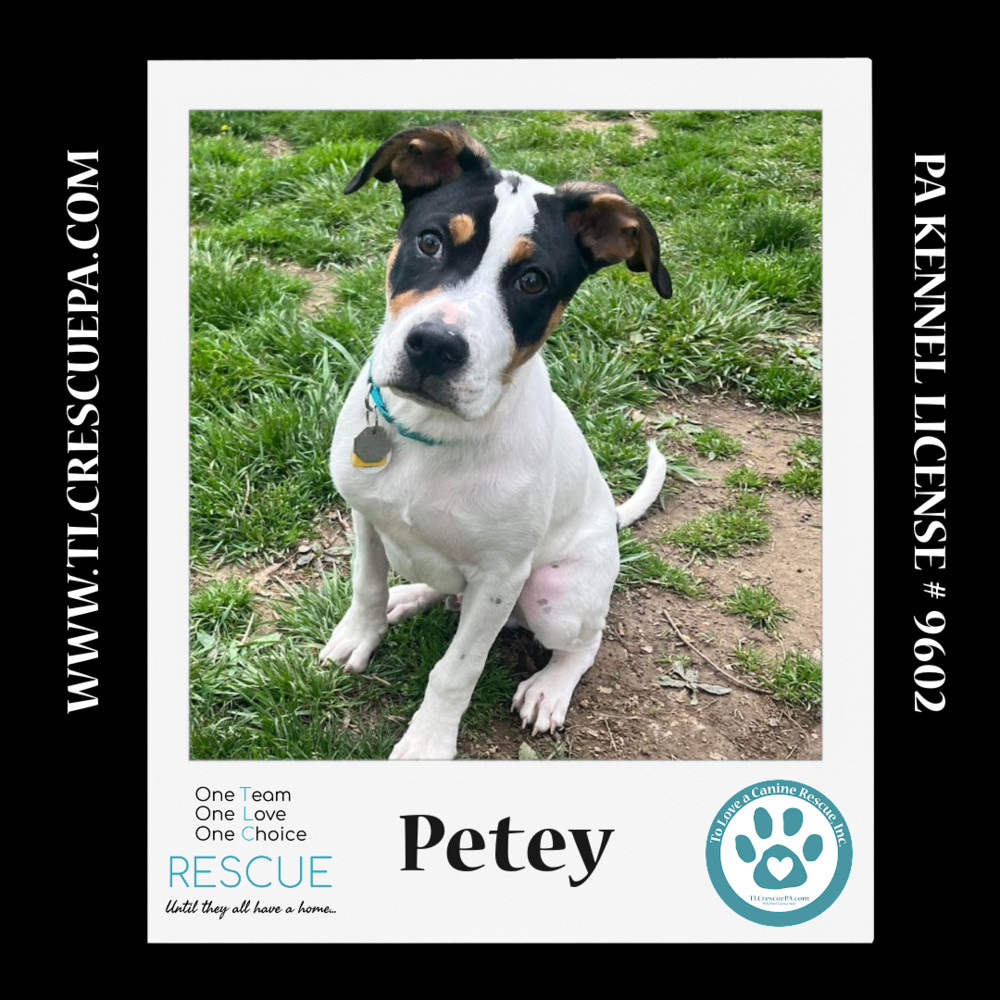 Petey (Petunia's Pups) 012724