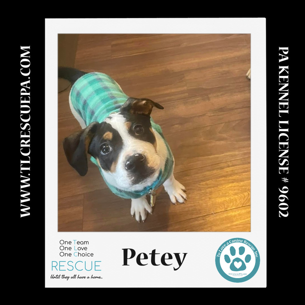 Petey (Petunia's Pups) 012724