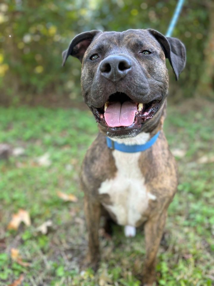 169271 Otis 2