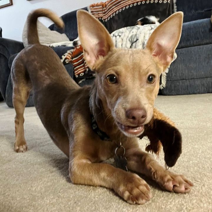 Nacho, an adopted Dachshund & Chihuahua Mix in Oklahoma City, OK_image-2