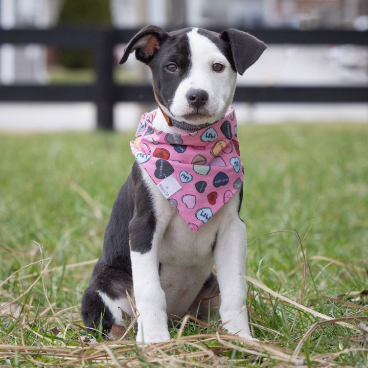 Stella, an adoptable American Staffordshire Terrier Mix in Georgetown, KY_image-2