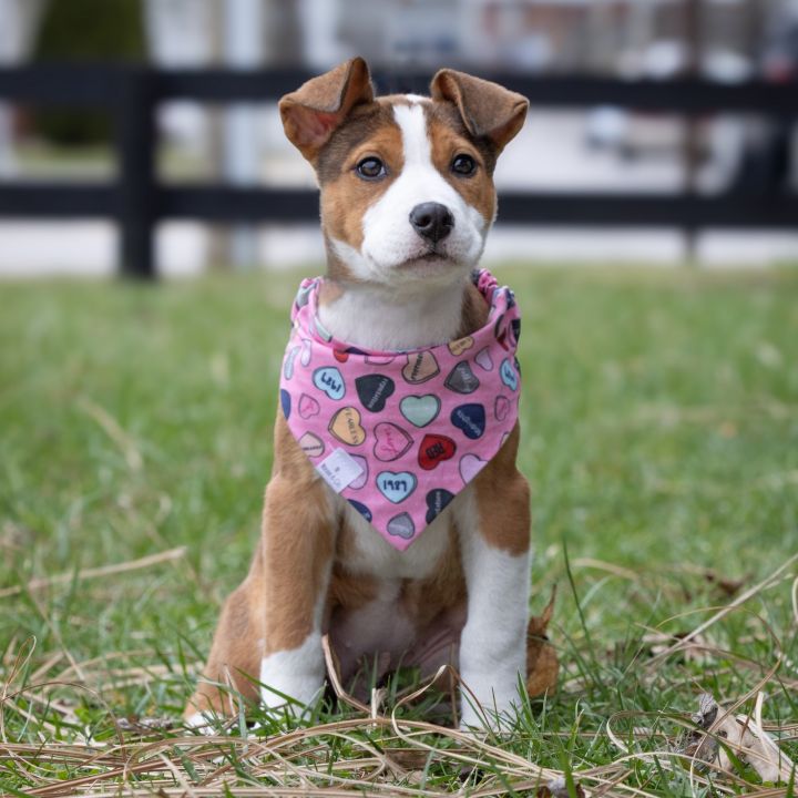 Valentine, an adoptable American Staffordshire Terrier Mix in Georgetown, KY_image-6