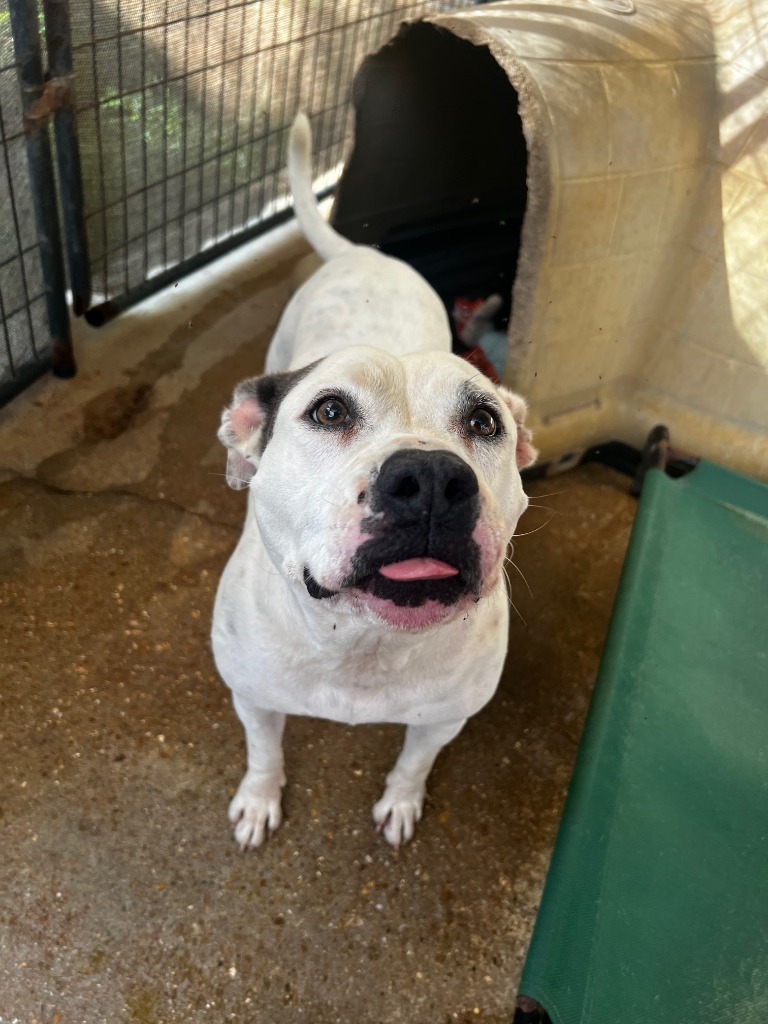 DIXIE, an adoptable Bull Terrier in Marianna, FL, 32447 | Photo Image 1