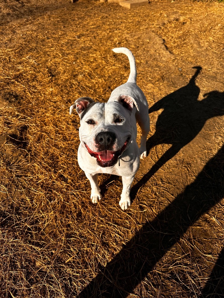 DIXIE, an adoptable Bull Terrier in Marianna, FL, 32447 | Photo Image 3