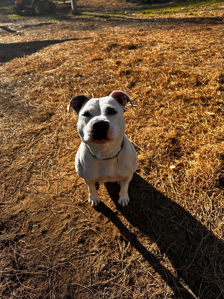 DIXIE, an adoptable Bull Terrier in Marianna, FL, 32447 | Photo Image 4