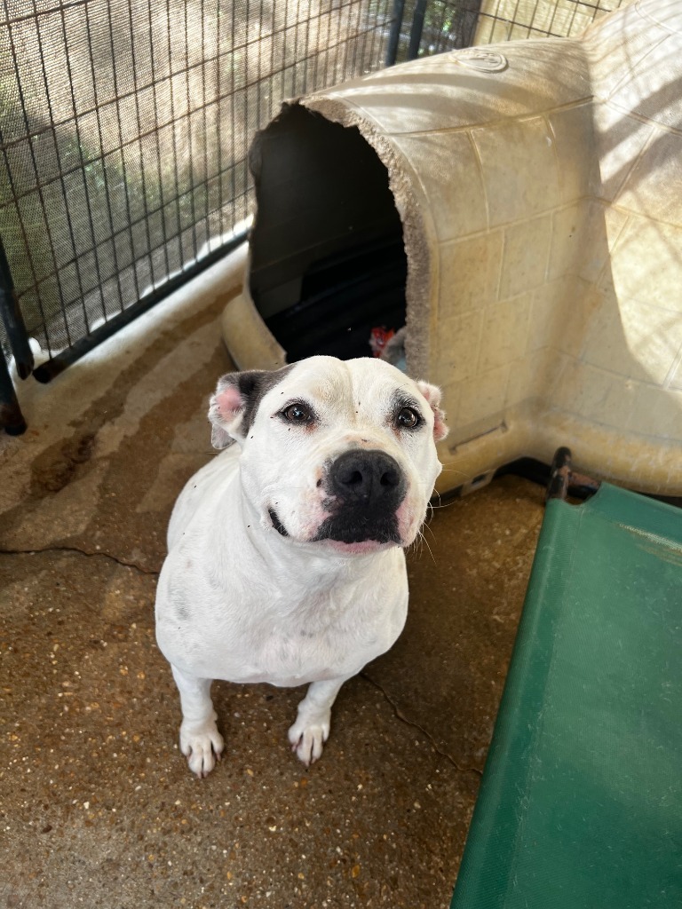 DIXIE, an adoptable Bull Terrier in Marianna, FL, 32447 | Photo Image 5