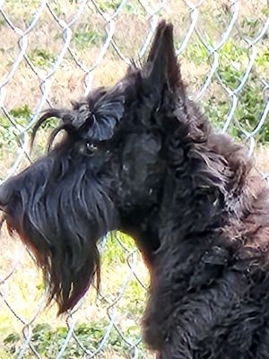 Petfinder giant hot sale schnauzer