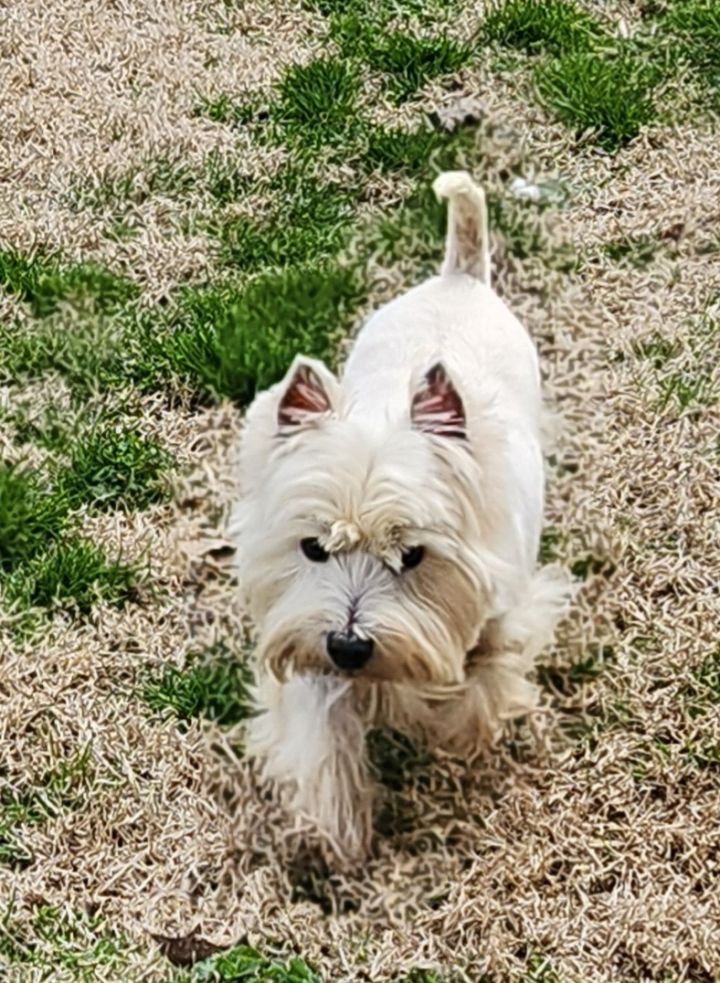 Petfinder westies sales