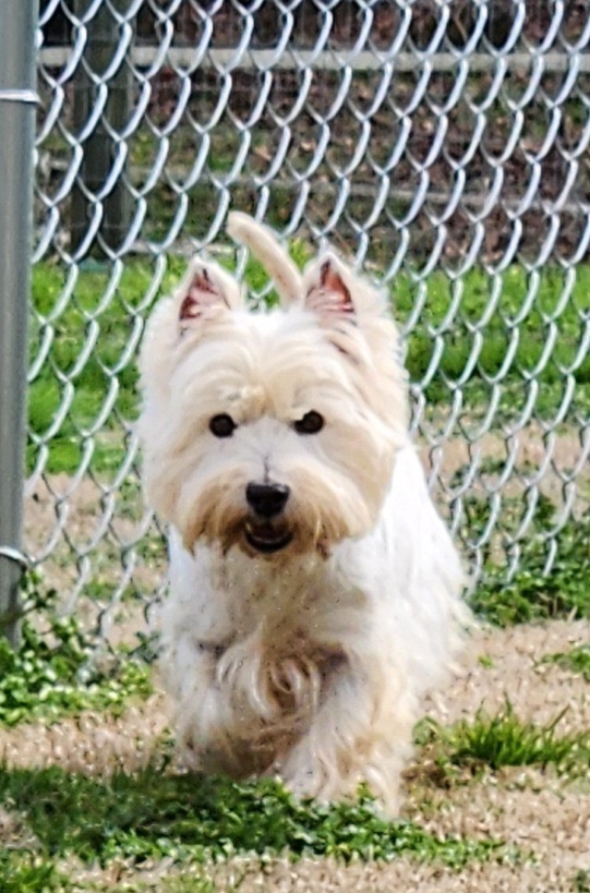 Petfinder west best sale highland terrier