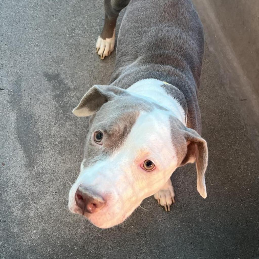Kale A2119010