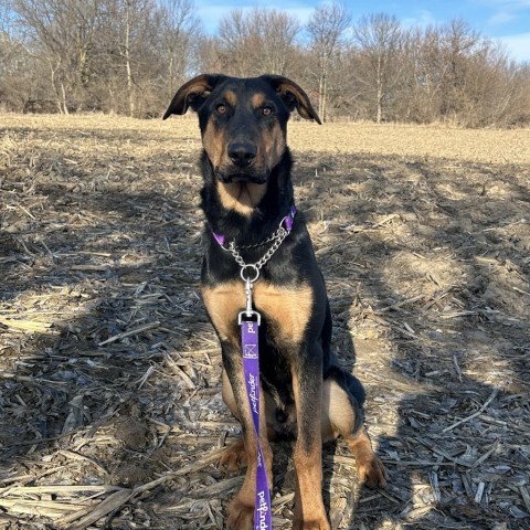 Dog for adoption Ciro a Shepherd Mix in Dixon IL Petfinder