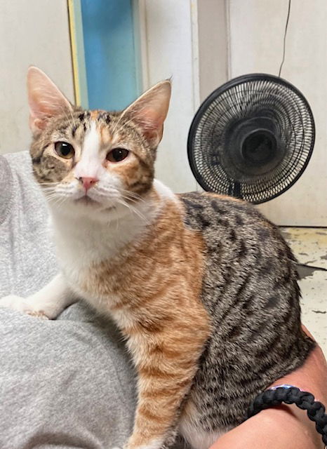 Aurora, an adoptable Calico, Domestic Short Hair in Jackson, MS, 39213 | Photo Image 1