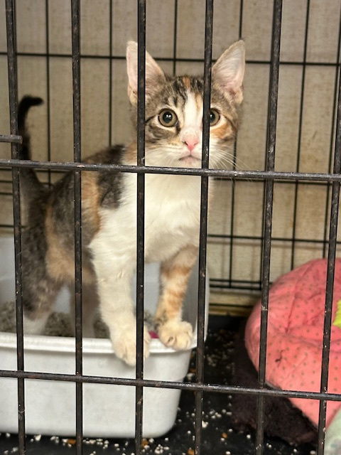 Aurora, an adoptable Calico, Domestic Short Hair in Jackson, MS, 39213 | Photo Image 2