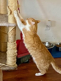 Prince (bonded to Bourbon), an adoptable American Shorthair in Chandler, AZ, 85244 | Photo Image 1