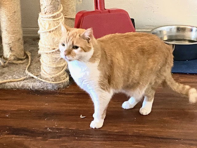 Prince (bonded to Bourbon), an adoptable American Shorthair in Chandler, AZ, 85244 | Photo Image 2
