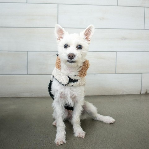 Nicholas, an adoptable Terrier in West Jordan, UT, 84084 | Photo Image 1